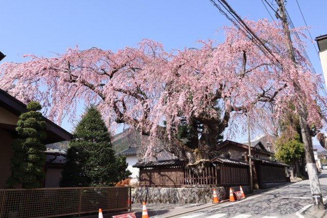 春から初夏へ♪  日光で楽しむ桜＆花絶景スポット５選